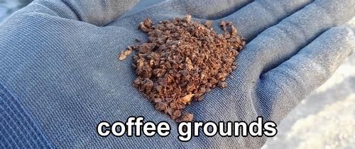 The coffee grounds used for slug control in strawberries