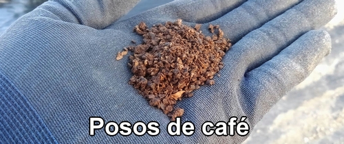El café molido usado para controlar las babosas en las fresas (frutilla)