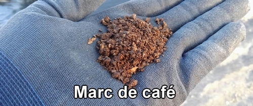 Le marc de café utilisé pour éloigner les limaces des fraises (fraisier)
