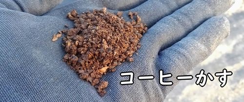 いちごのナメクジ対策に使うコーヒーかす