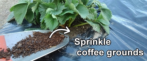 Sprinkle coffee grounds around the base of the strawberry
