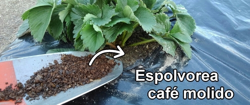Espolvorea café molido alrededor de la base de la planta de fresa (frutilla)