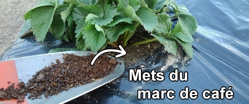 Mets du marc de café autour de la base du fraisier (fraise)