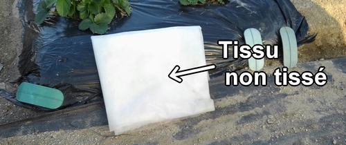 Le matériau pour le tapis à fraises (fraisier) est un tissu non tissé