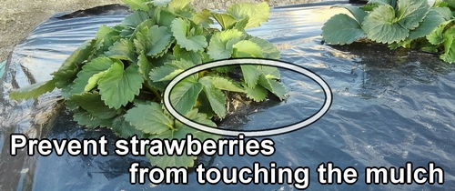 Non-woven fabric is used to prevent strawberries from getting damaged