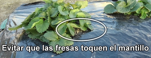 Se usa tela no tejida para evitar que las fresas se dañen