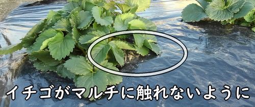 不織布はイチゴの傷み防止に使う