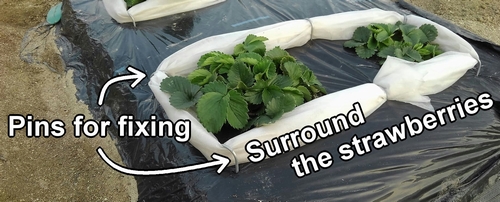 Surround the base of the strawberry plants with non-woven fabric