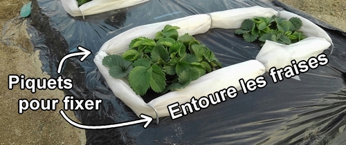 Entoure la base des fraisiers (fraise) avec du tissu non tissé