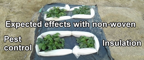 Guarding strawberries with non-woven fabric for pest control