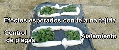 Proteger las fresas (frutilla) con tela no tejida para controlar las plagas