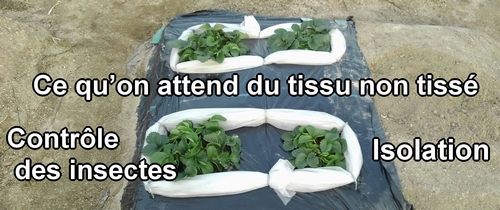 Protéger les fraises (fraisier) avec du tissu non tissé pour lutter contre les insectes