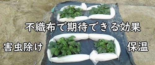 いちごを不織布でガードして、害虫対策