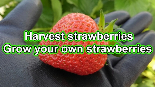 Harvest strawberries