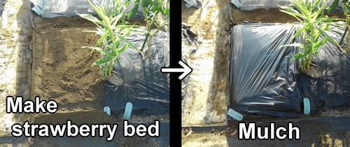 Create strawberry bed and mulch