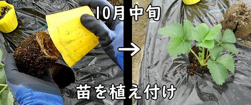 いちごの苗の植え付け