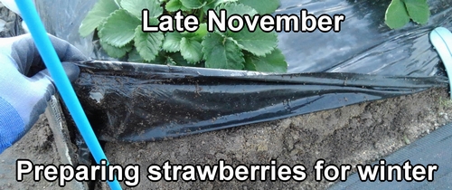 Preparing strawberries for winter