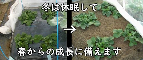 冬は、いちごを寒さにさらして、休眠させる