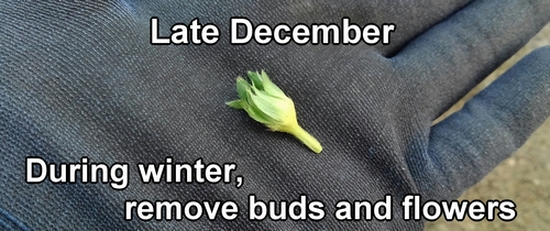 During winter, we remove strawberry buds and flowers
