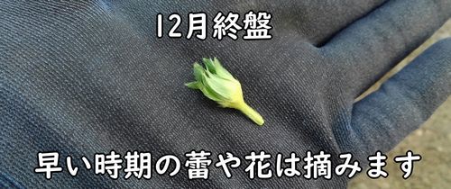 冬の蕾や花は摘んでしまう