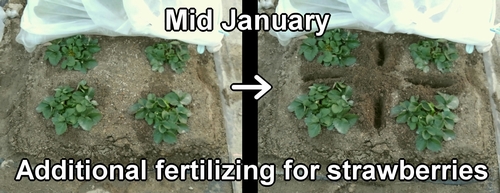 Additional-fertilizing for strawberries