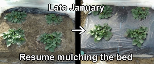 Resume mulching the strawberry bed