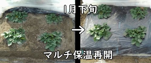 畝の保温を再開