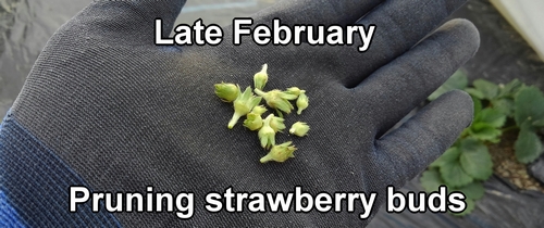 Pruning strawberry buds