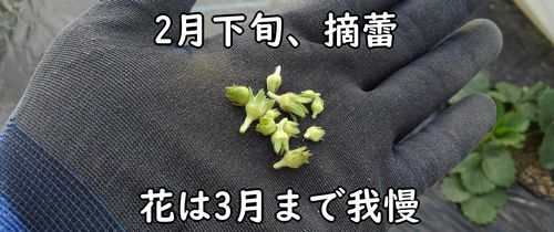 いちごの摘蕾