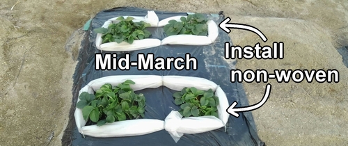 Installed non-woven fabric in the strawberry bed