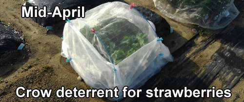 Crow deterrent for strawberries with insect net