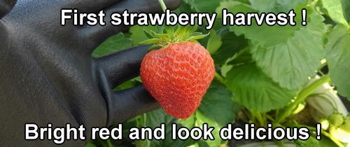 Harvest strawberry