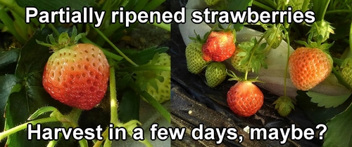 Partially ripened strawberries (Japanese Houkou-wase strawberry)