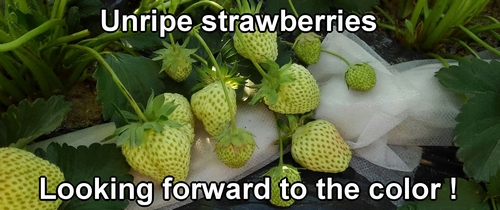 Unripe strawberries