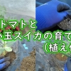 ミニトマトと小玉スイカの植え付け