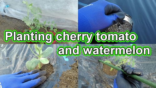 Planting cherry tomatoes and icebox watermelons