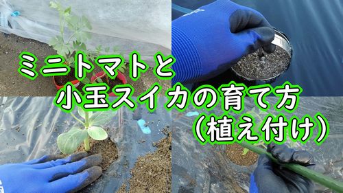 ミニトマトと小玉スイカの植え付け