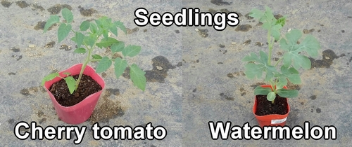 The seedlings of cherry tomatoes and icebox watermelons