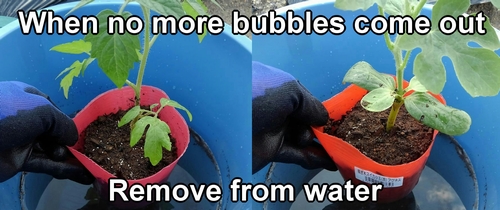 Take the seedlings out of the water