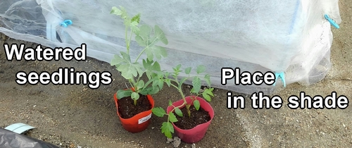 Place the cherry tomato and icebox watermelon seedlings in the shade