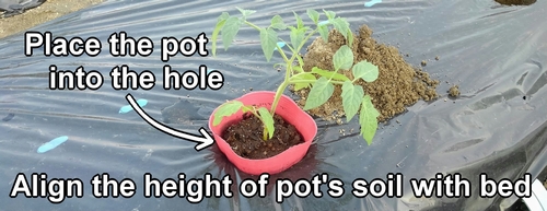 Place the potted cherry tomato seedling into the hole
