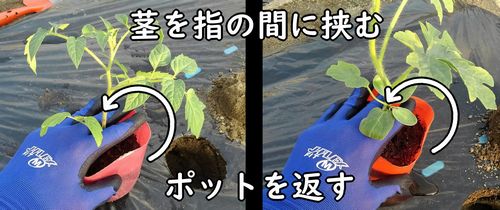 苗の茎を指の間に挟む