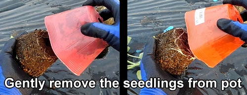 Gently remove the seedlings from the pot