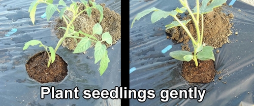 Plant cherry tomato and watermelon seedlings gently
