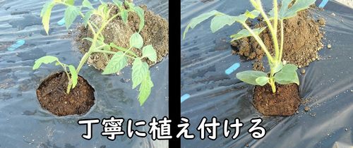 ミニトマトと小玉スイカの苗を植え付ける