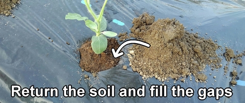 Return the soil and fill the gaps