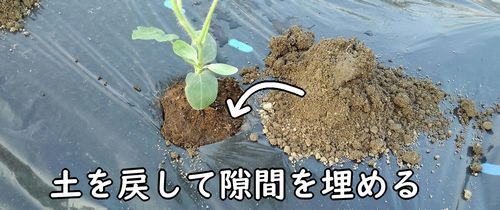 土を戻して隙間を埋める