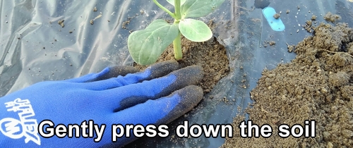 Gently press down the soil