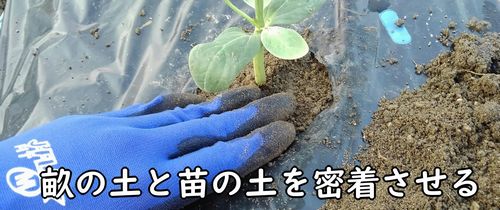 畝の土とポットの土を密着させる