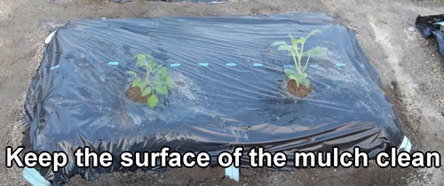 Keep the surface of the mulch clean